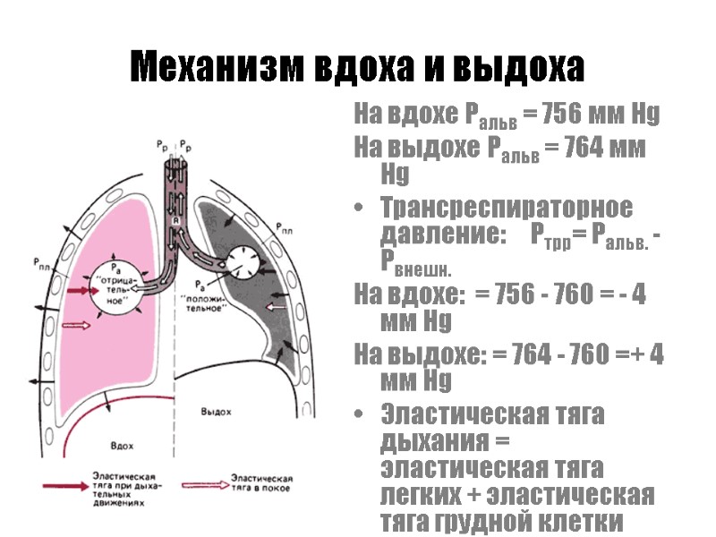 Механизм вдоха и выдоха На вдохе Ральв = 756 мм Hg На выдохе Ральв